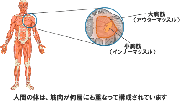 インナーマッスルとは何か？