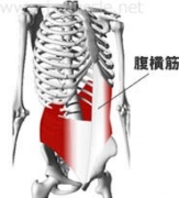 腹部のインナーマッスル:腹式呼吸1