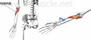 腕のインナーマッスル：内回転1
