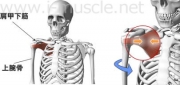 肩のインナーマッスル：内回転2