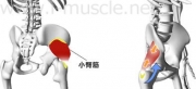 脚腰のインナーマッスル:脚の側方挙上