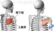 肩のインナーマッスル:外回転2